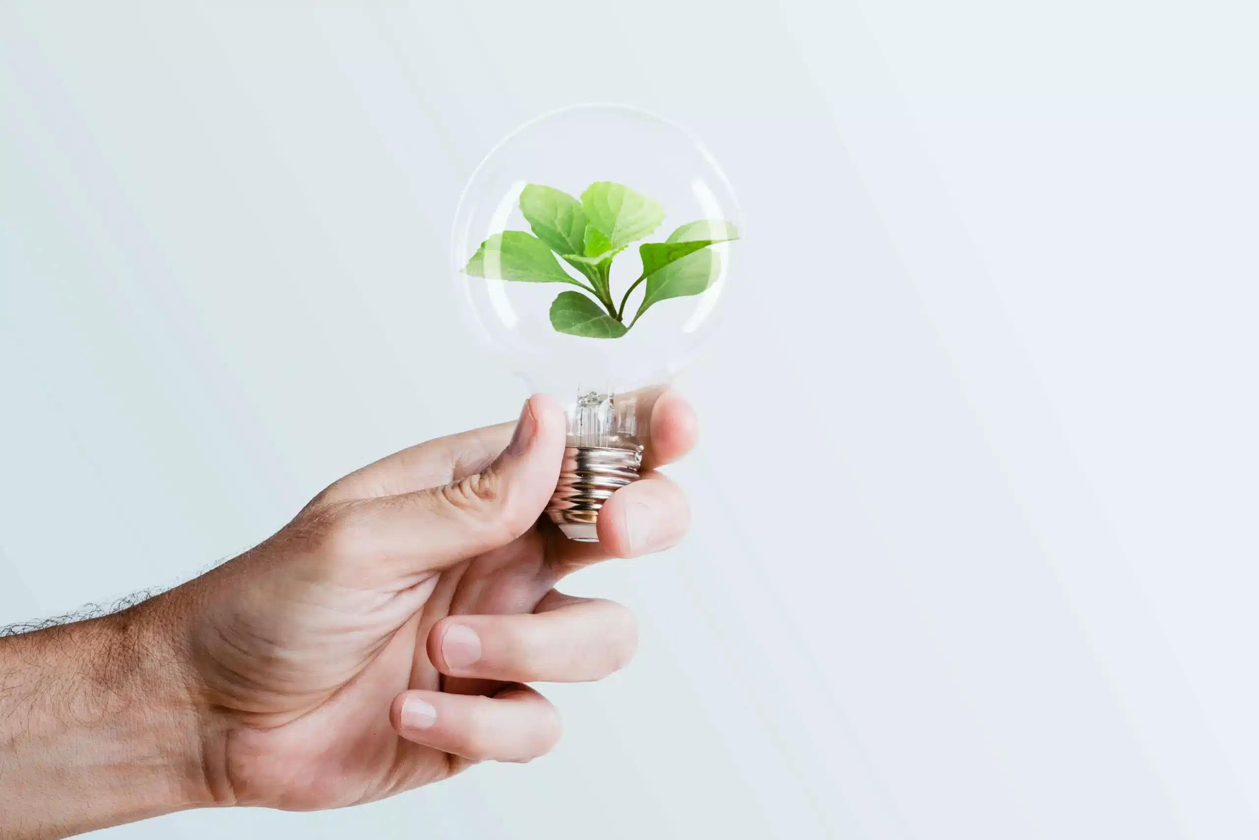Mão segurando lâmpada com muda de planta para artigo Startups ESG rumo a um mundo mais sustentável