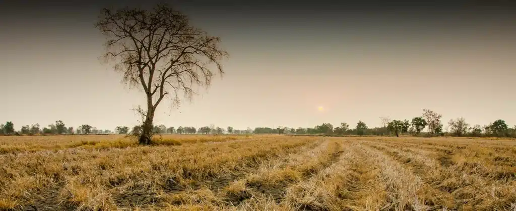 Imagem de solo seco e rachado, ao longo da imagem tem alguns matos seco e, ao lado esquerdo da imagem, tem uma árvore cheia de galhos secos para exemplificar sobre as mudanças climáticas causadas pela o efeito estufa e exemplificar o que é o efeito estufa