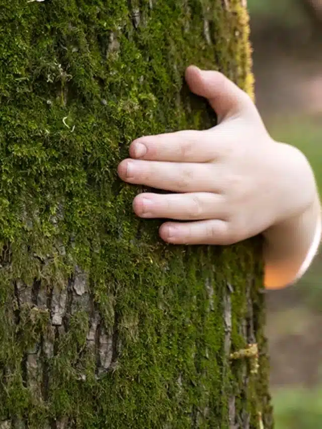 Um criança abraçando o tronco verde de musgo de uma árvore, mas a criança está escondida atrás da árvore e apenas as duas mãos ficam visíveis para ilustrar o artigo sobre princípios básicos da educação ambiental