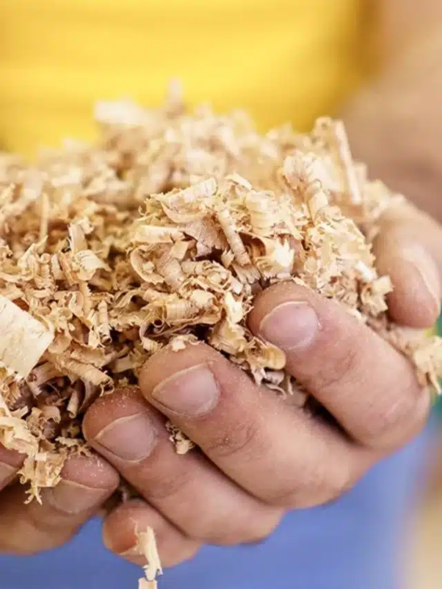 Mãos segurando raspas de madeira, ou seja, matéria orgânica para exemplificar artigo sobre Descubra se a energia biogás é limpa e como ela é produzida energia biogás é limpa