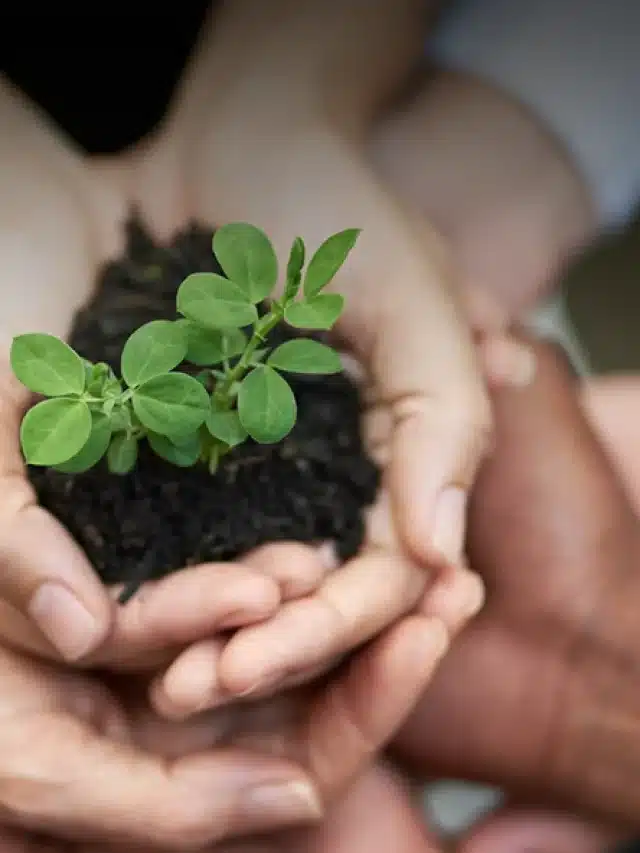 Várias mãos juntas em cuba para segurar uma muda de planta e um pouco de terra na palma da mão para exemplificar artigo sobre educação ambiental nas empresas