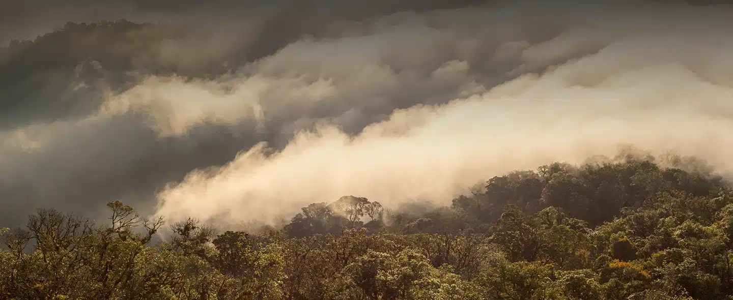 Nuvens acima da floresta para artigo O que é carbono azul e sua importância para o meio ambiente?