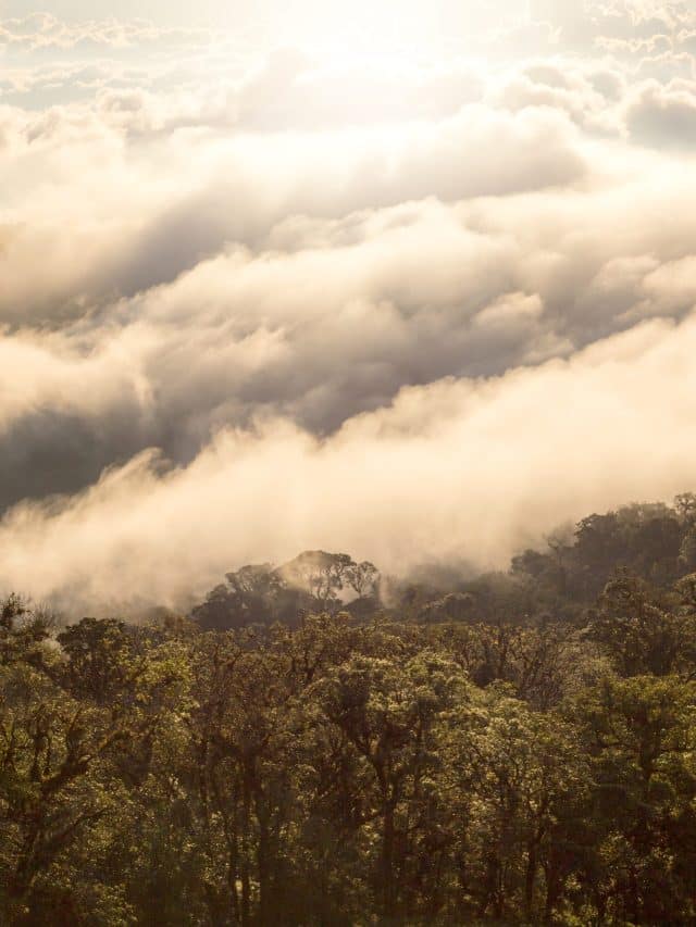 Early morning foggy sunrise on top of mountain soft focus grai