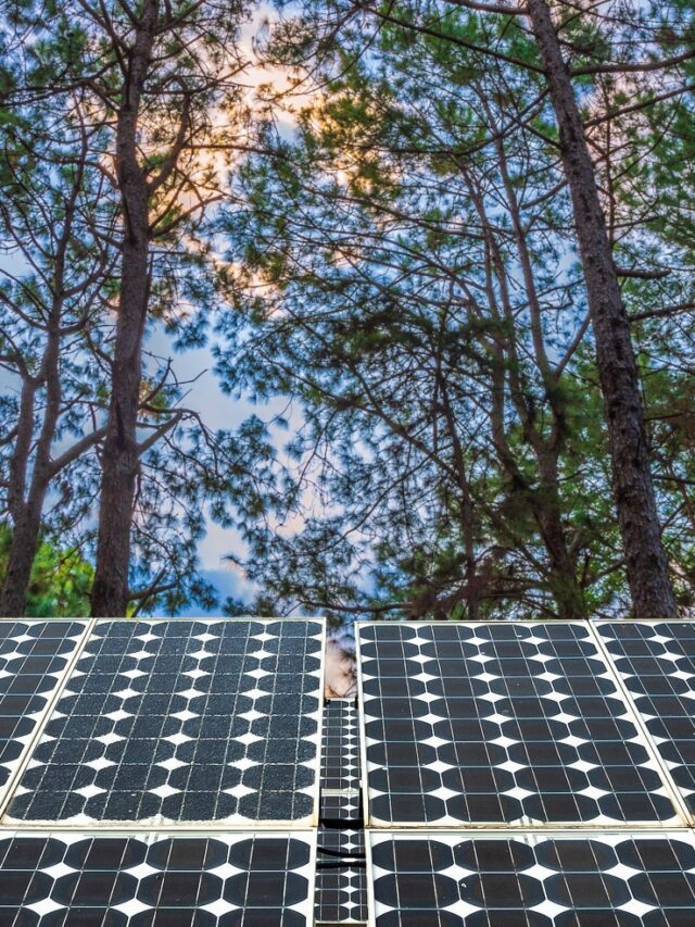 painel-solar-ligado-larch-floresta-verao-com-diferente-arvores