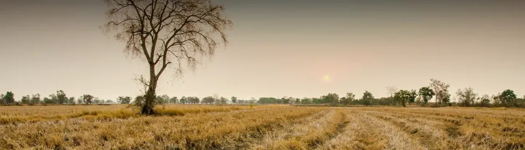 Imagem de solo seco e rachado, ao longo da imagem tem alguns matos seco e, ao lado esquerdo da imagem, tem uma árvore cheia de galhos secos para exemplificar sobre as mudanças climáticas causadas pela o efeito estufa e exemplificar o que é o efeito estufa